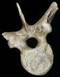 Thescelosaurus Vertebrae With Much Of Process Intact #54908-1